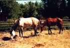 Picture for song 'Dream of Dappled Ponies' by artist 'Gallup 'n Dawg'