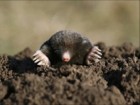 Picture for song 'Heap Hole' by artist 'Gary Carlson'