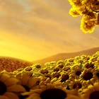 Picture for song 'Pure Thoughts' by artist 'Golden Day'