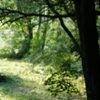 Picture for song 'Back to the land of Aurwell' by artist 'greenminstrey'