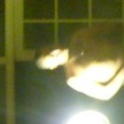 Picture for song 'trouble of home behind -1' by artist 'Handsome of a Bitch'