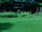 Picture for song 'Greensleeves' by artist 'HarpSidhe'