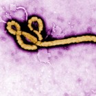 Picture for song '#Ebola' by artist 'Heightz'