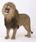Picture for song 'LionHeart(Last Chance) Produced by Vybe' by artist 'Hustlers Inc'