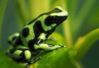 Picture for song '04 poison frogs' by artist 'iamvalentin'