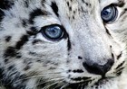 Picture for song 'Ice Studio Beats - Animals(Free D/L)' by artist 'Ice Studios'