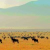 Picture for song 'A walk in the plains' by artist 'Iceythe'