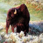 Picture for song 'Walkin'' by artist 'Jayskye'