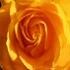 Picture for song 'Yellow Rose of Texas/Lone Star Beer' by artist 'Jerry Davis'