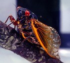 Picture for song 'Hot Cicada' by artist 'Jim Brobeck'