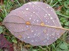 Picture for song 'autumn leaves' by artist 'jim ransom'