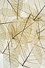 Picture for song '02 BASSED 3' by artist 'JOAO PEDRO FERRAZ'