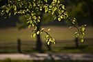 Picture for song '07 SPRING DAY' by artist 'JOAO PEDRO FERRAZ'