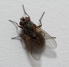Picture for song 'Fly on the Wall' by artist 'Joe Levis'