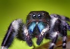 Picture for song 'SPIDER..' by artist 'joe nickerson'