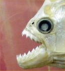 Picture for song 'Piranha' by artist 'Keith Armbruster'