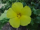 Picture for song 'He Aloha Mele final-02' by artist 'Keoni boy'