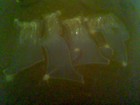 Picture for song 'K I Double L Rmx' by artist 'KIP(Killa Prophecy)'