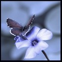 Picture for song 'Lost Butterfly Preview' by artist 'KIWI-chu'