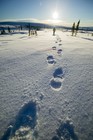 Picture for song 'Missing Foot Prints(INSTRUMENTAL)' by artist 'Kompakt Label Beatz(US)'