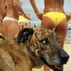 Picture for song 'Tag Of Dog.mp3 FREE D/L' by artist 'KraterrMuzik'