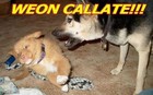 Picture for song 'Tu Te Callas (Diss Gam)' by artist 'La Oztia'
