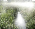 Picture for song 'River Reeds' by artist 'Larry Ludwick'