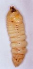 Picture for song 'Larva Night' by artist 'Larva Flush'