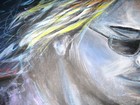 Picture for song 'As The Crow Flies' by artist 'Lawrence Baker - Lonewolf'