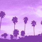 Picture for song '(NEW) Pacific Coast' by artist 'LEXI BANKS'