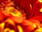 Picture for song 'Faith - The Beauty Within' by artist 'Linda Vale Martin'