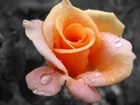 Picture for song 'In The Garden' by artist 'Mariah Blackwell'
