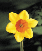 Picture for song 'Daffodil' by artist 'MG Frisbey'