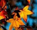 Picture for song 'Autumn Suite Part II' by artist 'Michael Obermeyer'