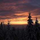 Picture for song 'wind in the woods' by artist 'MikeSch'