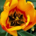 Picture for song 'Boards of Mira' by artist 'Mira's Musiclab'