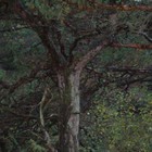 Picture for song 'Forest Dance' by artist 'Morten Gjermundsen'