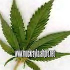 Picture for song 'They don't have to say a word..by jah verse' by artist 'muckrayka'