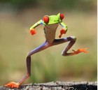 Picture for song 'RockFrog' by artist 'Musan Dera'