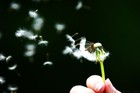 Picture for song 'hmongsongBygina' by artist 'MUSICsoul'