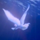 Picture for song 'There'll Be Angels 766097' by artist 'Music with Carol'