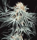 Picture for song 'Music on my own' by artist 'Nasional'