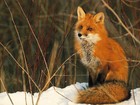 Picture for song 'The Red Fox (instrumental)' by artist 'Nobody Nowhere'