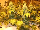 Picture for song 'KUSH' by artist 'Nock Muzick Records'