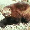 Picture for song 'Wolverine Stew' by artist 'Norm Hacker Band'