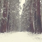 Picture for song 'Ice Cold' by artist 'Omito'