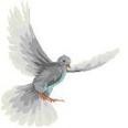 Picture for song 'Riding On the Wings' by artist 'Open Gate'