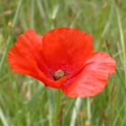 Picture for song 'WENDY KLAPROOS - Loenaz Pjiemohl' by artist 'Oskwam2010'