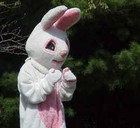 Picture for song 'paaskonijn - fock niet met mij' by artist 'Paaskonijn'