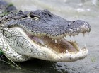 Picture for song 'alligator' by artist 'paul walsh'